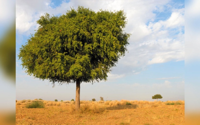 الصورة: أشجار الغاف.. ثروة الإمارات وكنزها الأخضر