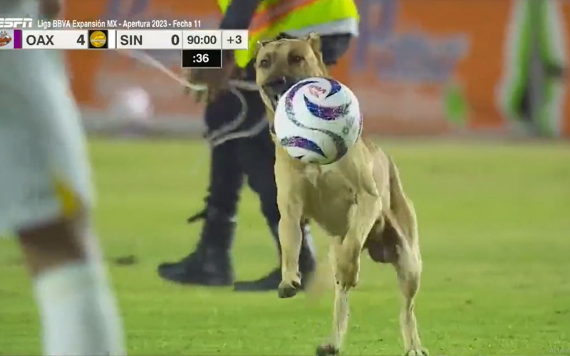 الصورة: كلب يقتحم الملعب ويراوغ اللاعبين ورجال الأمن (فيديو)