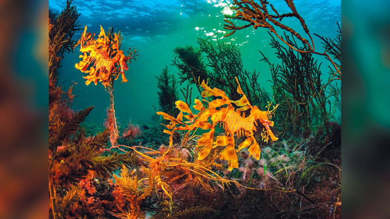 سكوت بورتيلي – أستراليا