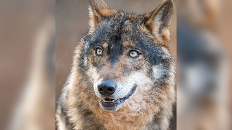 الذئب الأيبيري عاد للظهور بكثرة. من المصدر