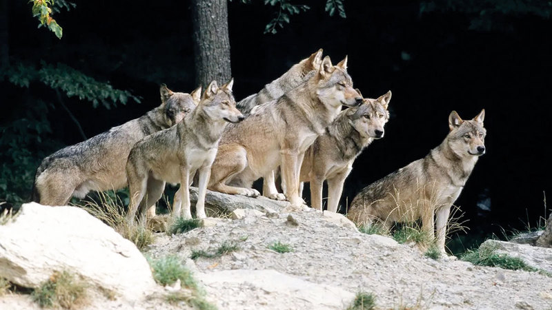 تكاثر الذئاب استغرق في إسبانيا عقوداً من الزمن. من المصدر