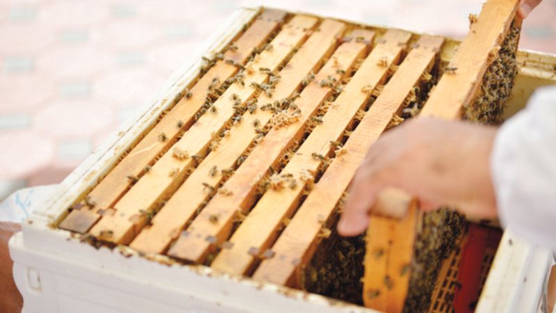 النحّال المواطن يتبع أسساً صحيحة في جمع العسل أو تربية النحل للحفاظ عليه.   من المصدر