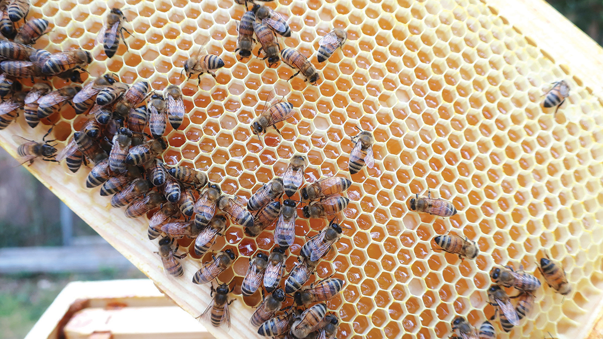 نحّالان ينتقدان التجاوزات المتبعة في جمع العسل أو بيع خلايا النحل. أرشيفية