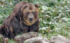 الصورة: الدببة تثير الهلع في اليابان