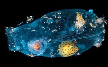 الصورة: &laquo;حمدان بن محمد الدولية للتصوير&raquo;.. روائع من أعماق البحار إلى السماوات الملوّنة