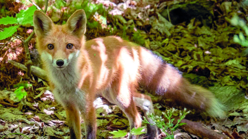 مركز الثعالب يضم مساحة كبيرة مخصصة للحيوانات. د.ب.أ