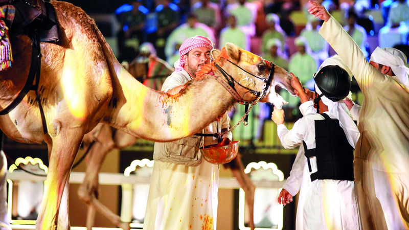 المطيتان الفائزتان في سباق الهجن استقبلتا بالزعفران. من المصدر