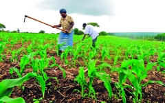 الصورة: مزارعو إفريقيا يتسابقون لابتكار طرق جديدة لتعزيز الإنتاجية الزراعية