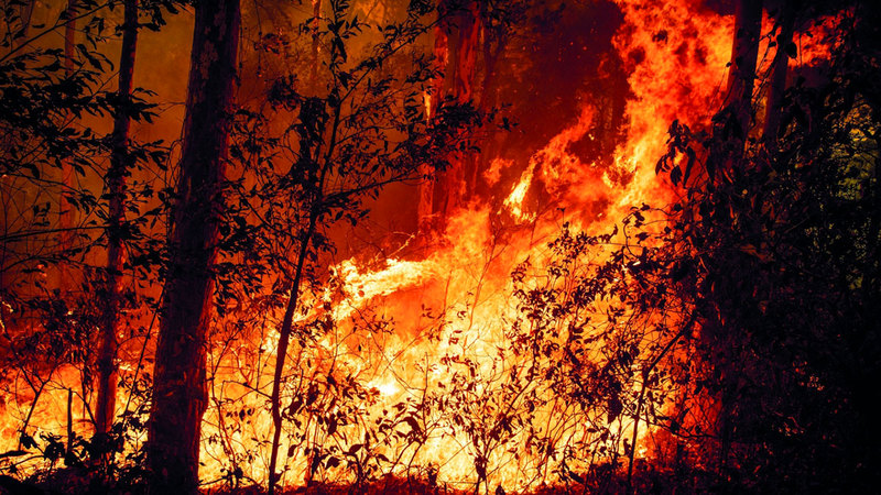 الإطفاء الحكومي لا يهتم كثيراً بالغابات. من المصدر