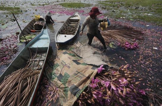 المزارعون الكمبوديون يجمعون ورد الماء من بحيرة أنجكيب لبيعها في أحد الأسواق، في مقاطعة كامبونج سبيو
