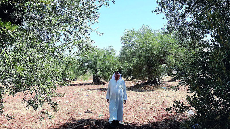 أشجار الزيتون في الأردن مهددة بالقطع الجائر بسبب التوسع العمراني أو التحطيب. أرشيفية