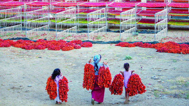 هاكان يارالي - تركيا.