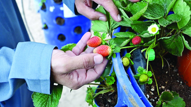 الزائر يستطيع أن يتجول بين حقول الفراولة مستمتعاً بقطفها وجمعها. تصوير: أشوك فيرما  