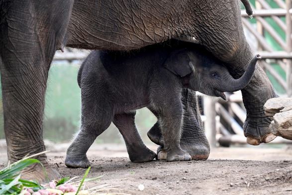 فيل سومطري يبلغ من العمر 28 يوماً يقف بجوار أمه، أنثى الفيل نورهاياتي البالغة من العمر 45 عاماً، داخل حظيرتها في حديقة حيوان بالي بجيانيار في جزيرة بالي المنتجعية بإندونيسيا. الصور عن AFP