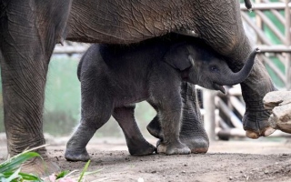 الصورة: "أمومة عيثوم".. صور