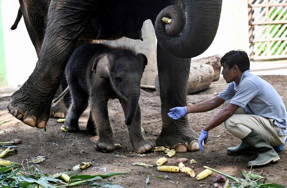 يذكر أن أنثى الفيل يُطلق عليها اسم العيثوم (بالإنجليزية: Othum)، وجمعها عياثيم.