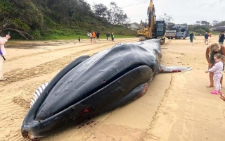 الصورة: مات.. فجرف نفسه إلى الشاطئ.. صور