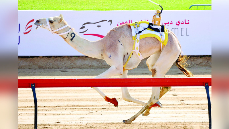 المطية «مزون». من المصدر