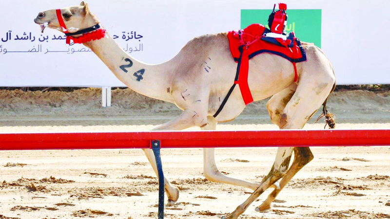 المطية «عنيدة». من المصدر