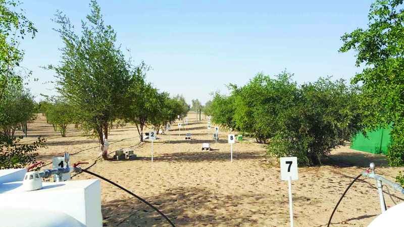 معدل استخراج المياه الجوفية في أبوظبي يتجاوز معدلات التغذية الطبيعية. من المصدر