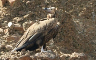 الصورة: رصد نسر نادر مهدد بالانقراض في الفجيرة