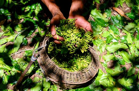 مزارع يجمع حفنة من فصوص القرنفل المقطوفة يدويا بعد الحصاد في غابة في لهوكنجا بمقاطعة آتشيه الإندونيسية. AFP