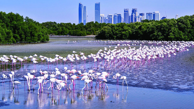 طيور النحام ترسم لوحة من الجمال في محمية رأس الخور بدبي. تصوير: أشوك فيرما