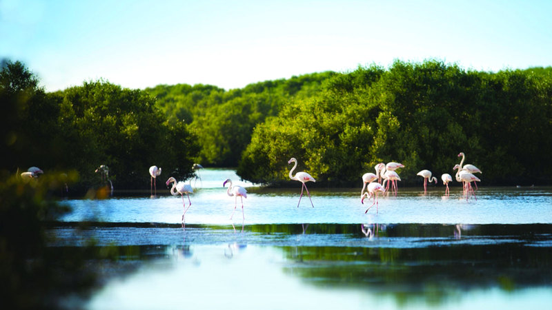 الإمارات أولت اهتماماً كبيراً بالمحميات البحرية. من المصدر