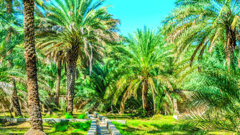 حجزت «العين» موقعها بوصفها واحدة من أبرز وجهات السياحة والاستجمام. من المصدر