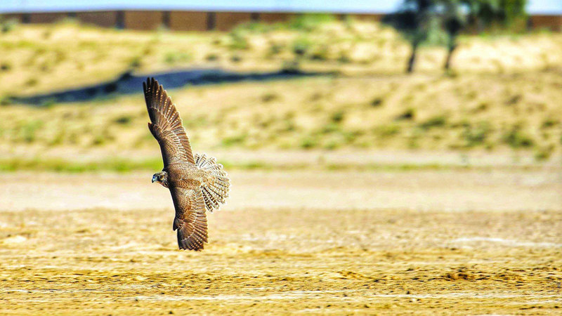 نخبة الصقور تتنافس في البطولة. من المصدر