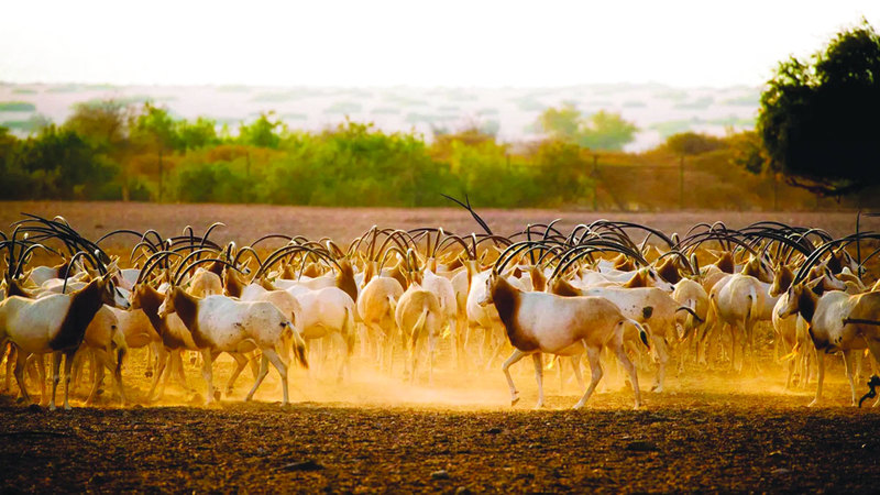 رسّخت الإمارات مكانتها على خارطة السياحة البيئية العالمية حيث تتميز الدولة بتضاريسها المتنوعة. من المصدر