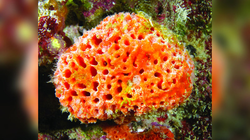 الإسفنج البحري ينتج هيكلاً كربونياً لكنه أكثر بطئاً من ناحية النمو ويمكن أن يعيش مئات السنين. أرشيفية