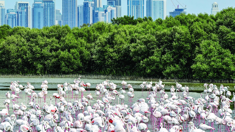 جماعات من الطيور تنعم بالمشي تحت الشمس في محمية رأس الخور بدبي. تصوير: باتريك كاستيلو