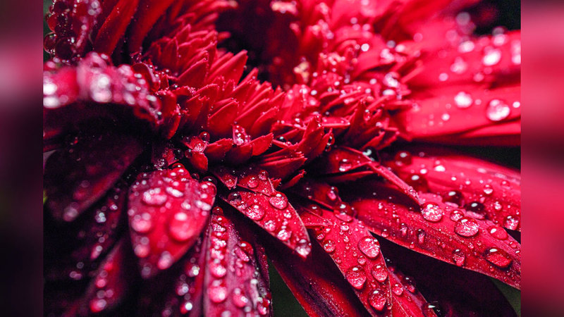 لقطة عابد قاسم عبدالجليل فازت في «زهور». من المصدر