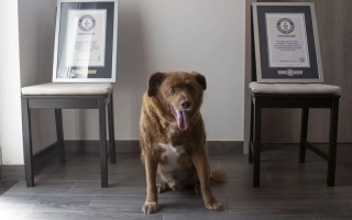الصورة: موسوعة غينيس تجرد "بوبي" من لقب أكبر كلب سناً في العالم
