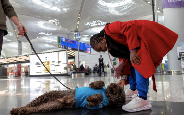 الصورة: كلاب مدربة لتخفيف التوتر بين المسافرين في مطار إسطنبول