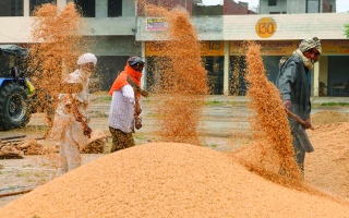 93 علامة تجارية لمنتجات الأرز في الأسواق المحلية