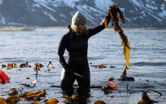 الصورة: صورة وتعليق.. حصاد الطحالب في النرويج لاستخدامها في مجالات مختلفة