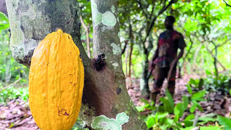 قال مزارعون إن الحرارة أدت إلى إضعاف أشجار الكاكاو. أرشيفية