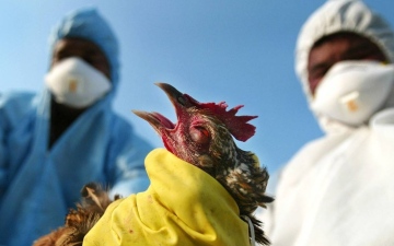 الصورة: إصابة بإنفلونزا الطيور في الولايات المتحدة بعد احتكاك بقطيع ماشية