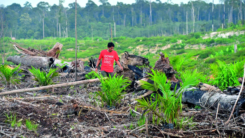 إزالة الغابات في إندونيسيا تتزايد بشكل مقلق. أرشيفية