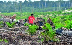 الصورة: إزالة الغابات في إندونيسيا تؤدي إلى تفاقم الكوارث المناخية