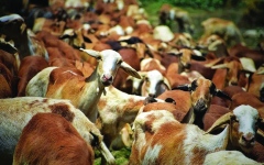 الصورة: أعداد الماعز الطليقة في جزيرة إيطالية تتجاوز عدد السكان