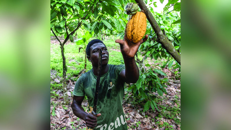 المزارعون الكولومبيون يسارعون في التحول إلى زراعة الكاكاو. أرشيفية