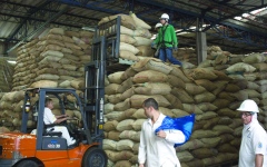 الصورة: ارتفاع أسعار الكاكاو عالمياً يُبعد الكولومبيين عن زراعة «الكوكا»