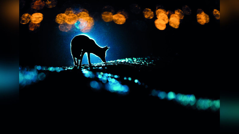 بدر علي حسين - الكويت.