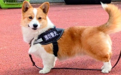الصورة: فوزاي.. كلب شرطة بالزي الرسمي يثير الاهتمام في  الصين