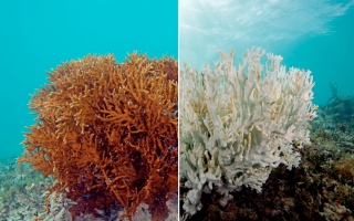 الصورة: للمرّة الثانية خلال 10 سنوات.. ابيضاض المرجان في المحيطات يهدّد 850 مليون شخص