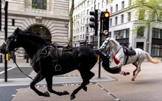 الصورة: خيول هائجة في شوارع لندن.. تصيب 5 بجروح وتحطم سيارات وحافلات