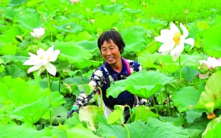 الصورة: الصين تحقق قفزة نوعية في تربية البذور بالفضاء
